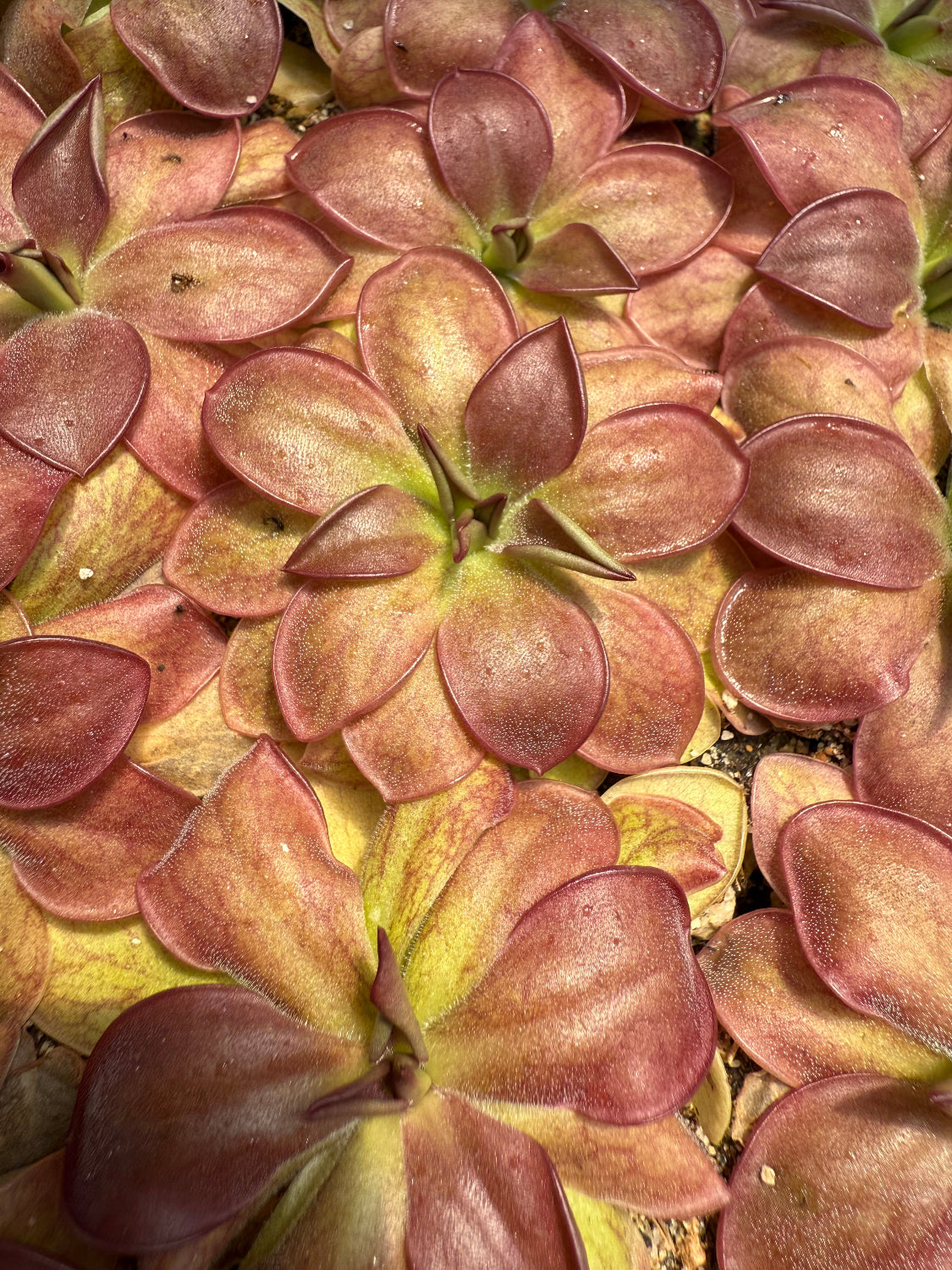 Close-up of a succulent plant with pinkish-red leaves.