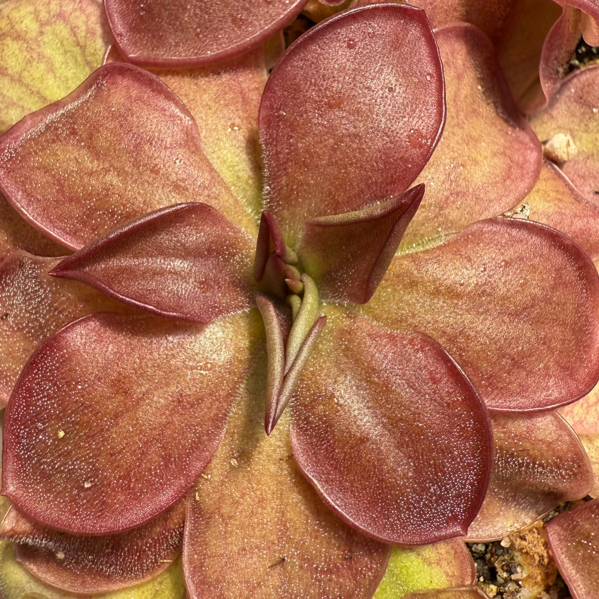 Close-up of a Pinguicula with its distinctive pinkish-red leaves.