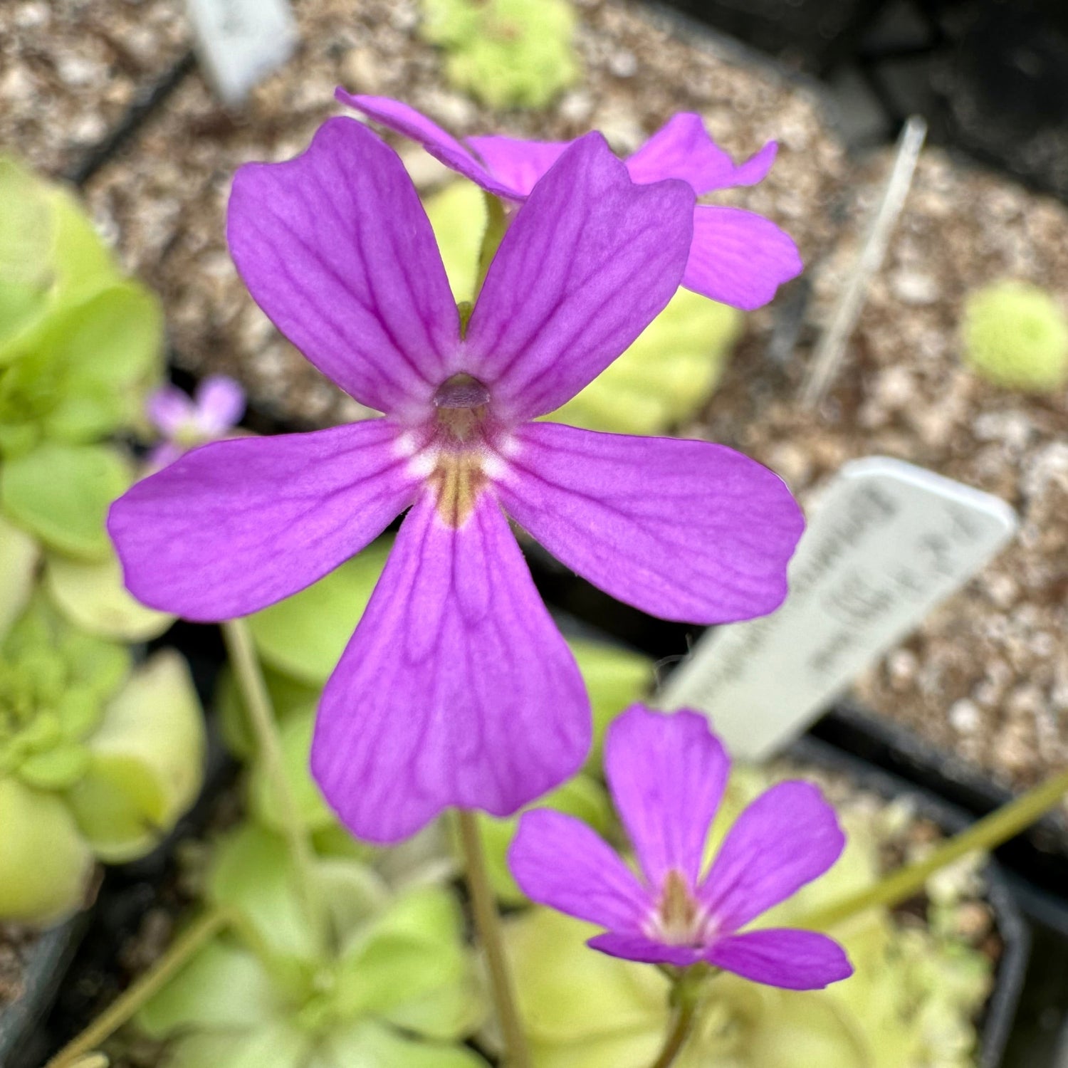 Pinguicula Piggyback Butterwort