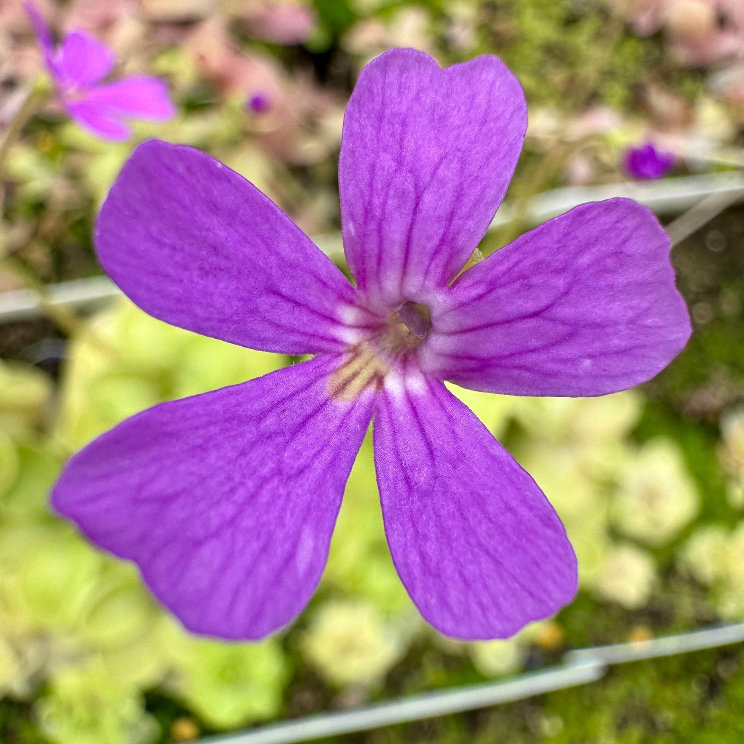 Pinguicula Piggyback Butterwort