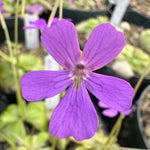 Pinguicula Piggyback Butterwort