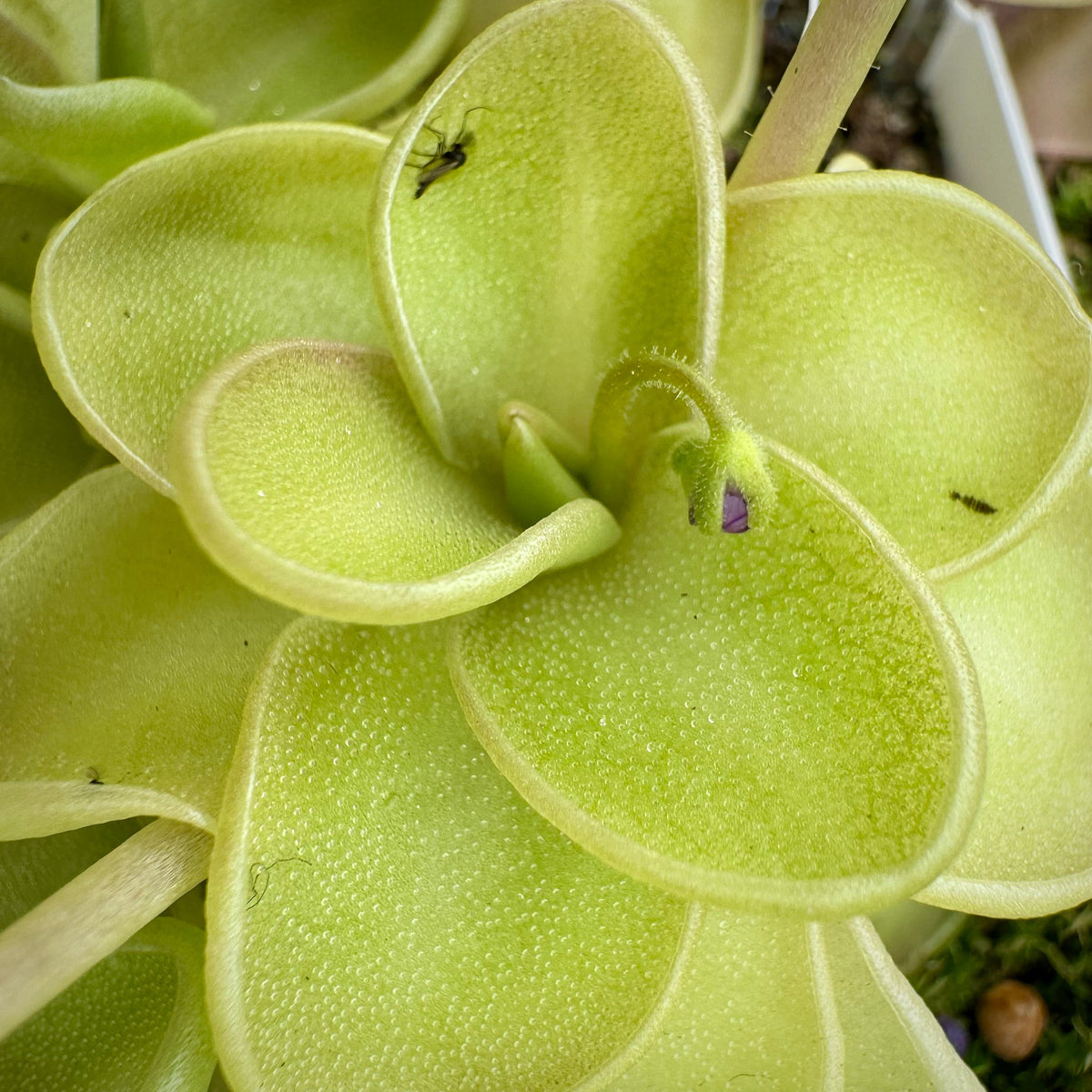 Pinguicula Piggyback Butterwort