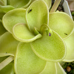 Pinguicula Piggyback Butterwort