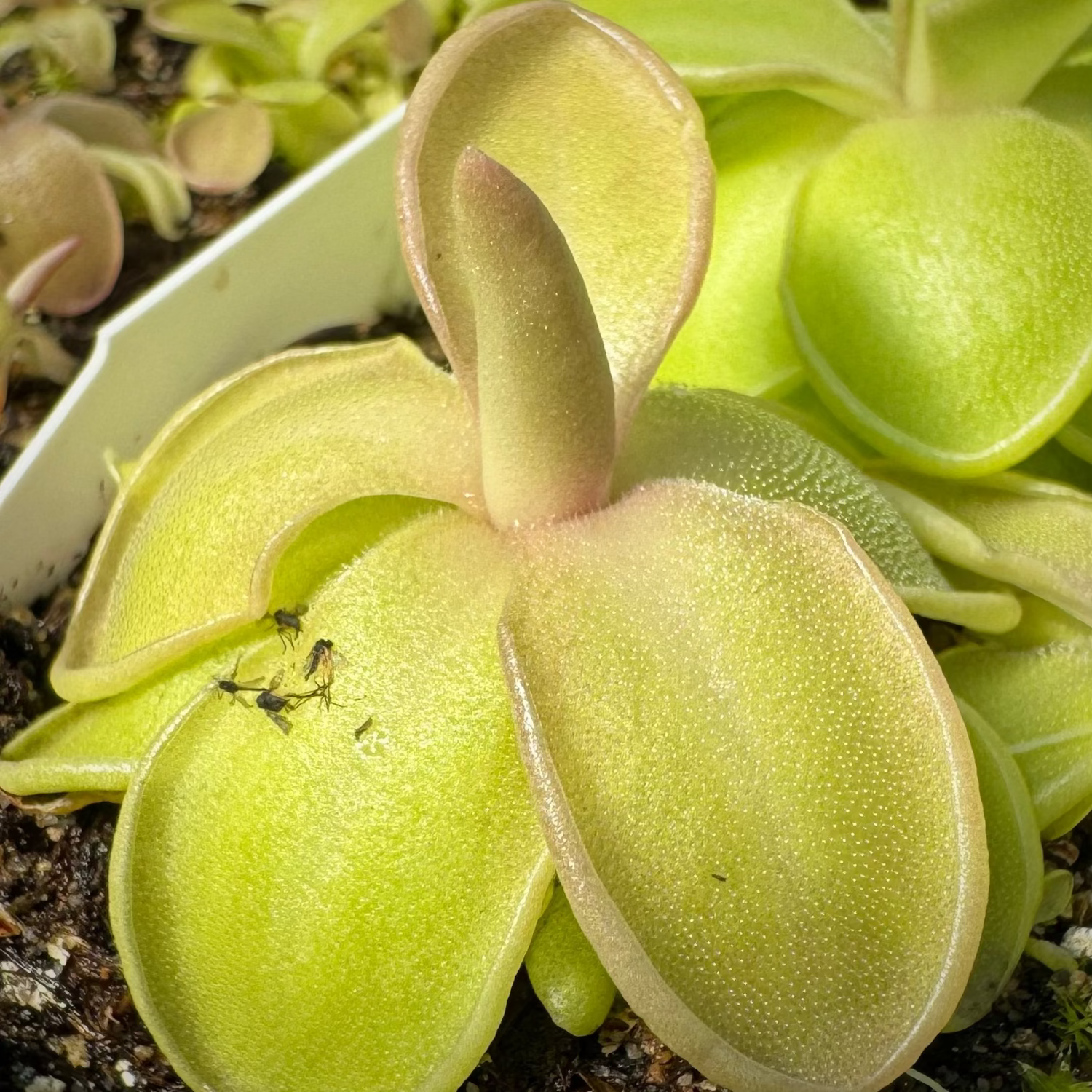 Pinguicula Piggyback Butterwort