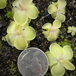 Pinguicula Piggyback Butterwort