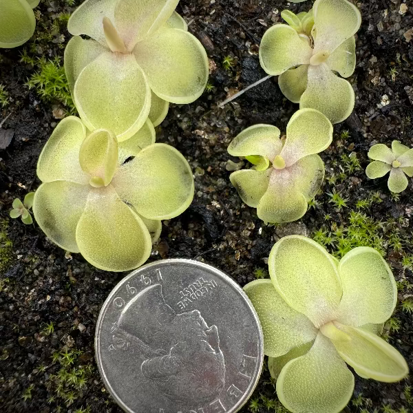 Pinguicula Piggyback Butterwort