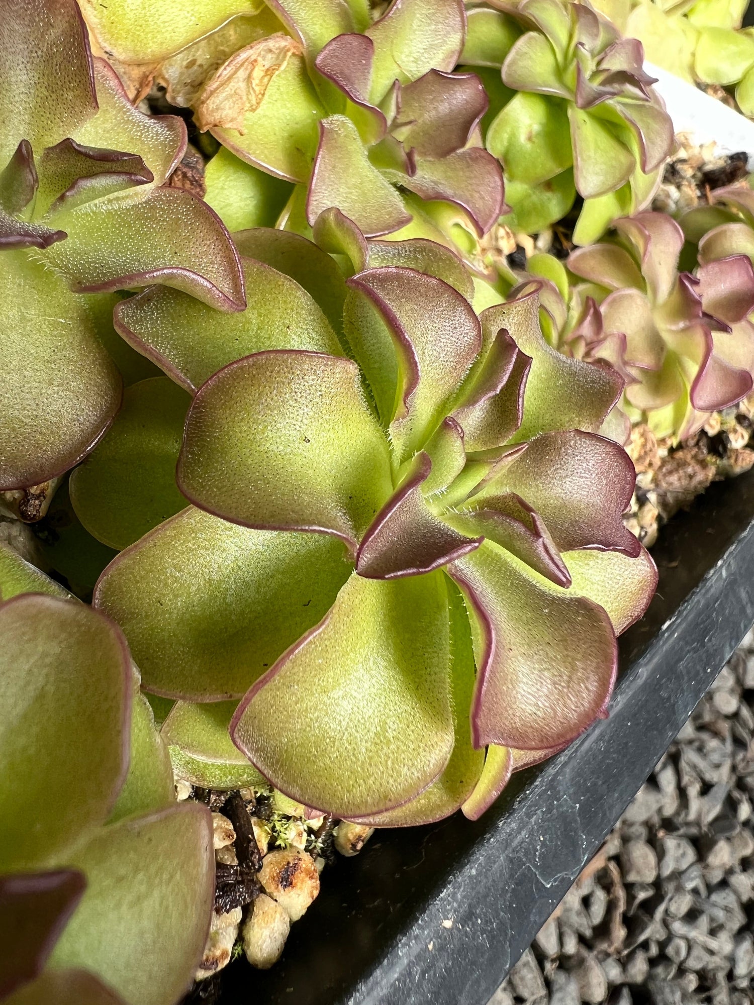Pinguicula Queen Cthulhu Butterwort