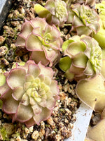 Pinguicula Queen Cthulhu Butterwort