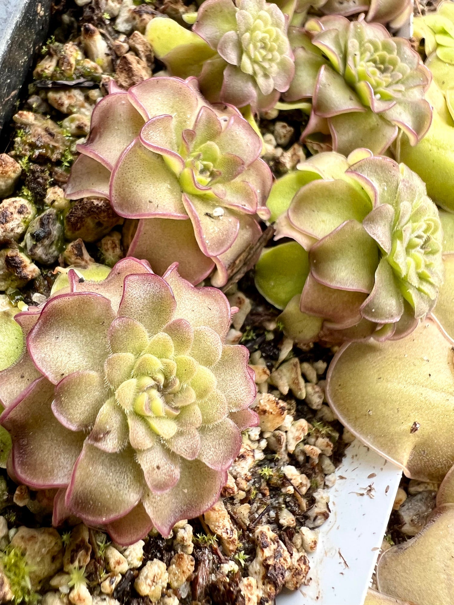 Pinguicula Queen Cthulhu Butterwort