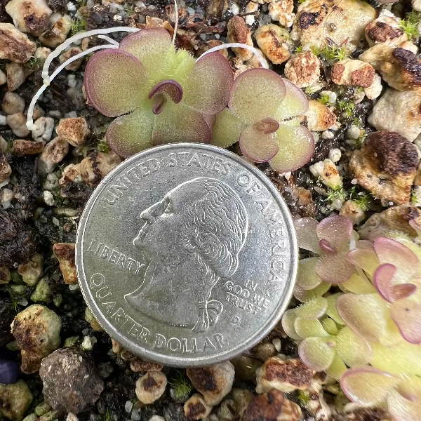 Pinguicula Queen Cthulhu Butterwort