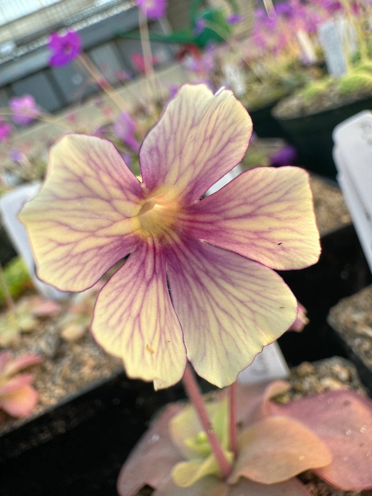 Close-up image of a Pinguicula x 'Razzberry Blonde' flower with creamy yellow petals and a raspberry red center.