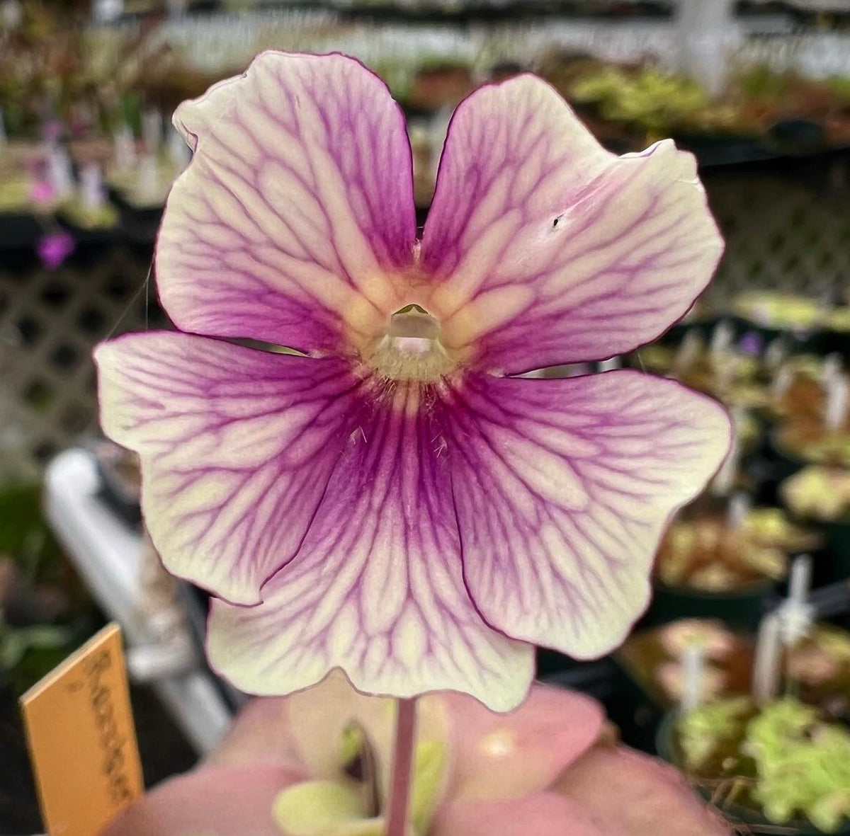 Close-up image of a Pinguicula x 'Razzberry Blonde' flower with creamy yellow petals and a raspberry red center.