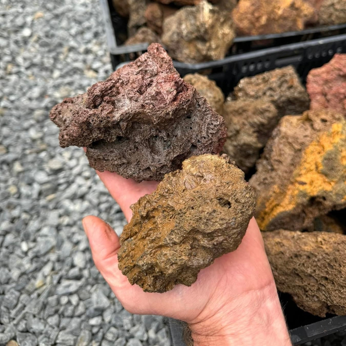 Two lava rocks held in one hand, with rocks in the background
