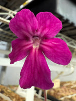 Close-up of a vibrant purple flower with a blurred background