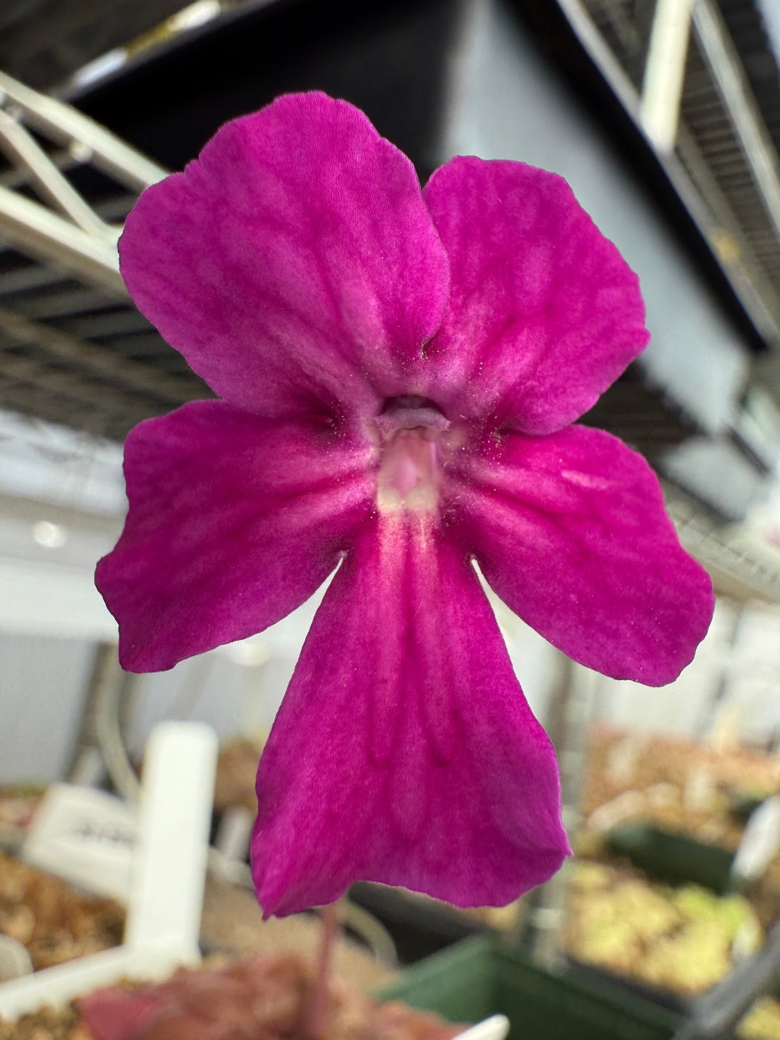 Close-up of a purple flower with a blurred background