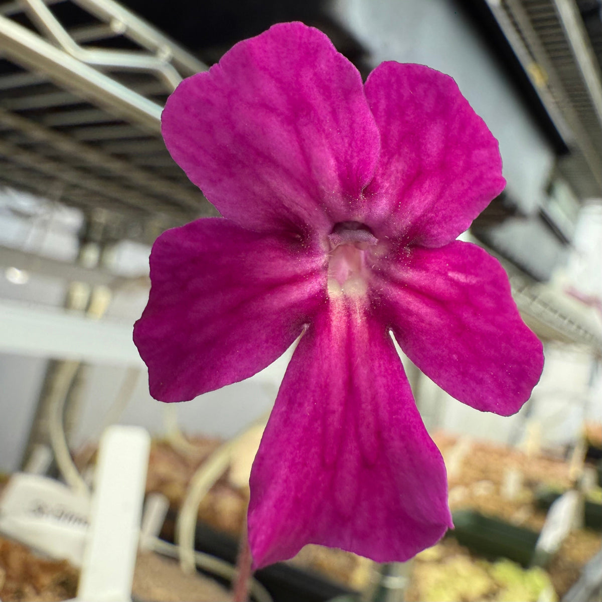 Close-up of a vibrant purple flower with a blurred indoor background