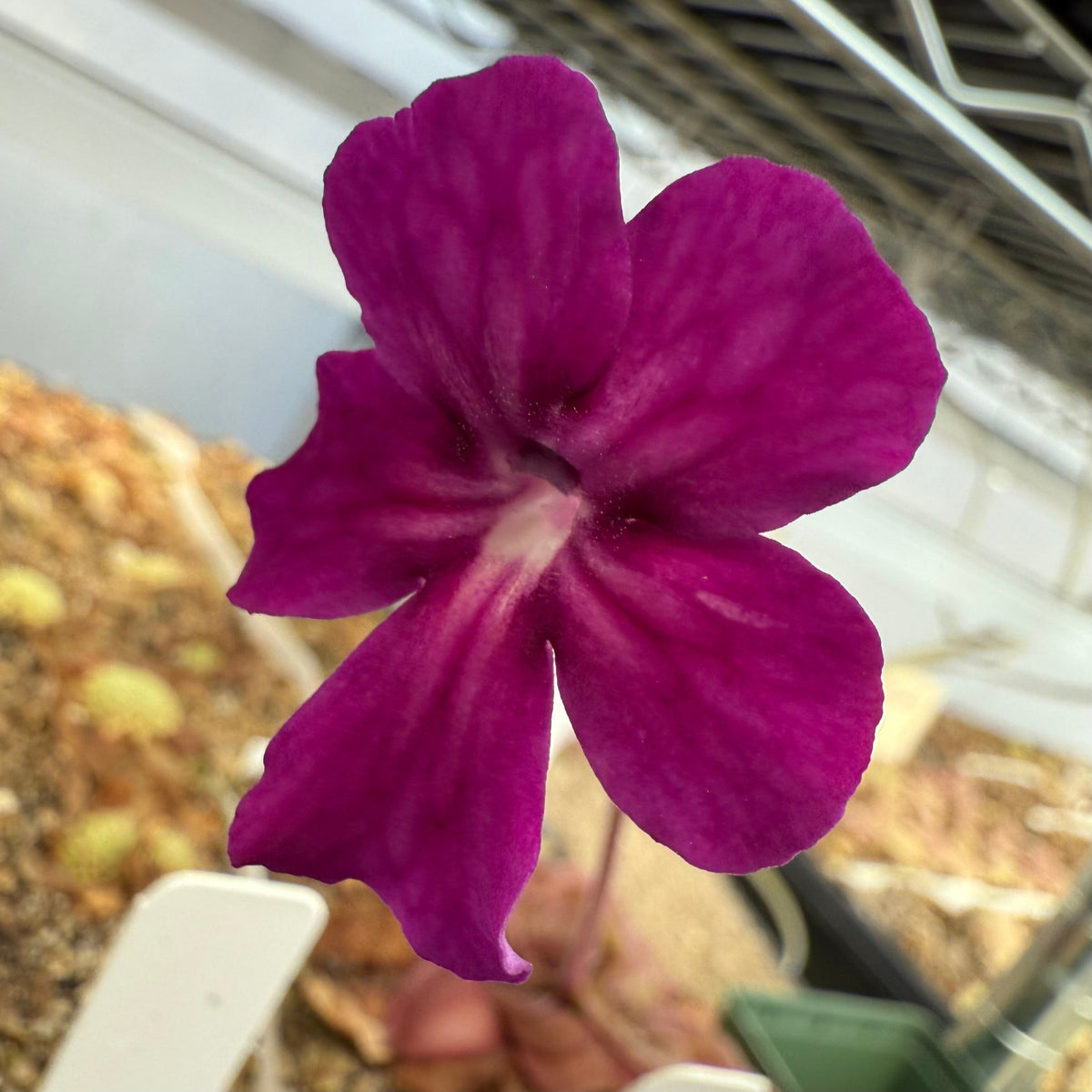 Close-up of a purple flower with a blurred background