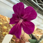 Close-up of a purple flower with a blurred background