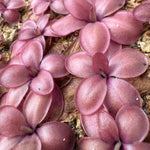 Close-up of a succulent plant with pinkish-purple leaves on a natural background