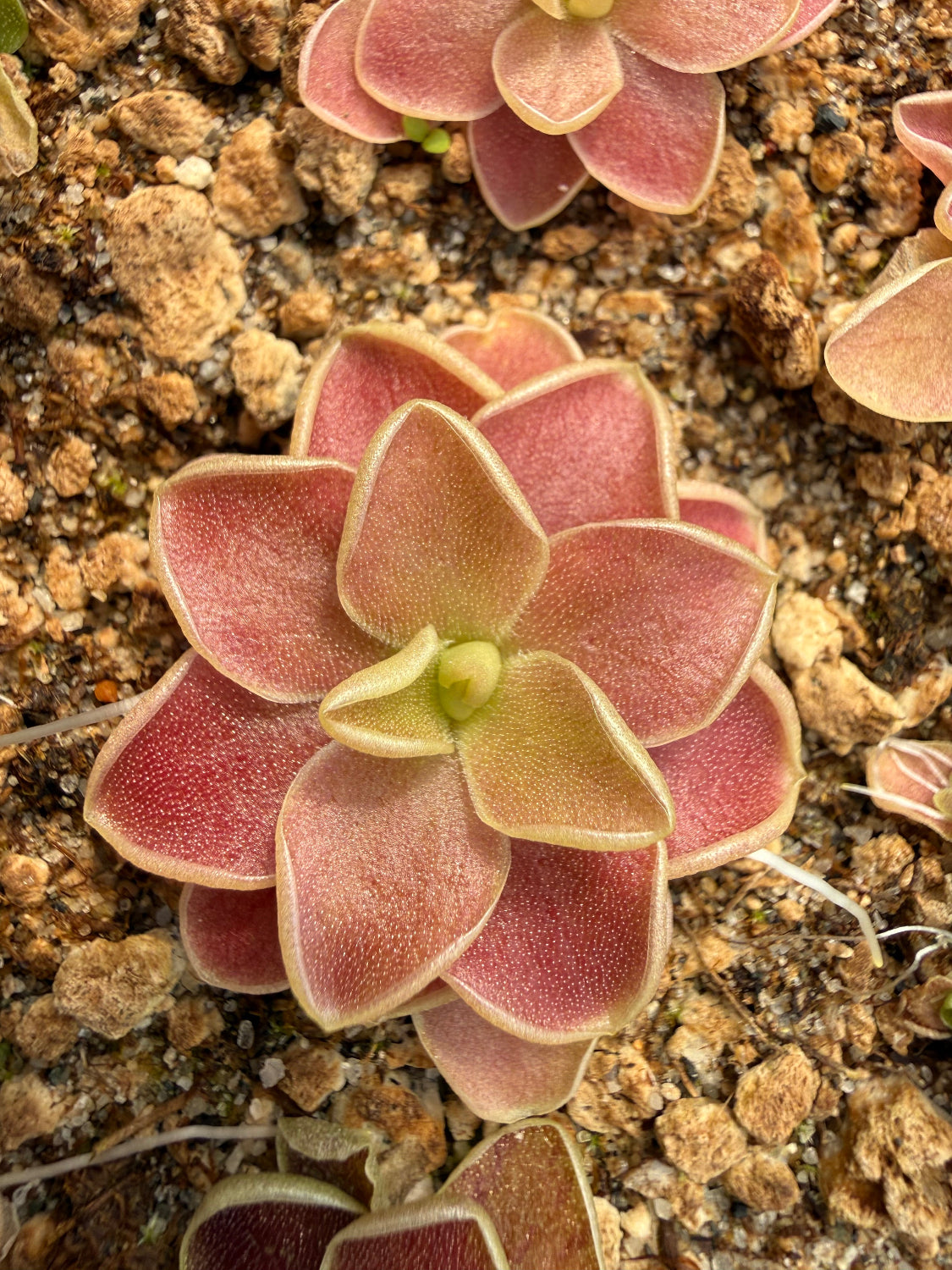 A close-up of a pinkish-red pinguicula plant with pale yellow-green edges, growing in sandy soil with other similar plants visible around it.