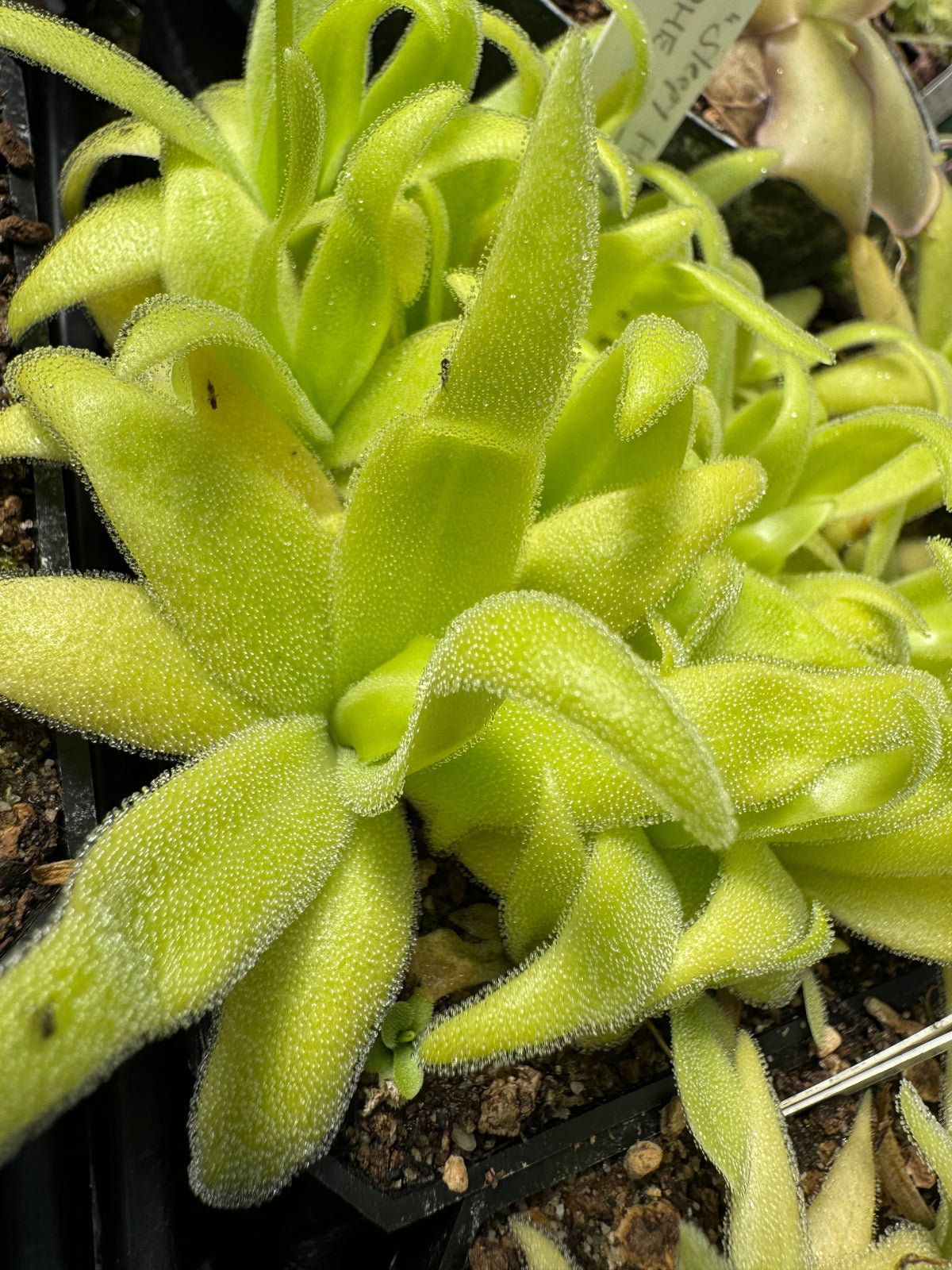Pinguicula Sleepy Hedgehog Butterwort 
