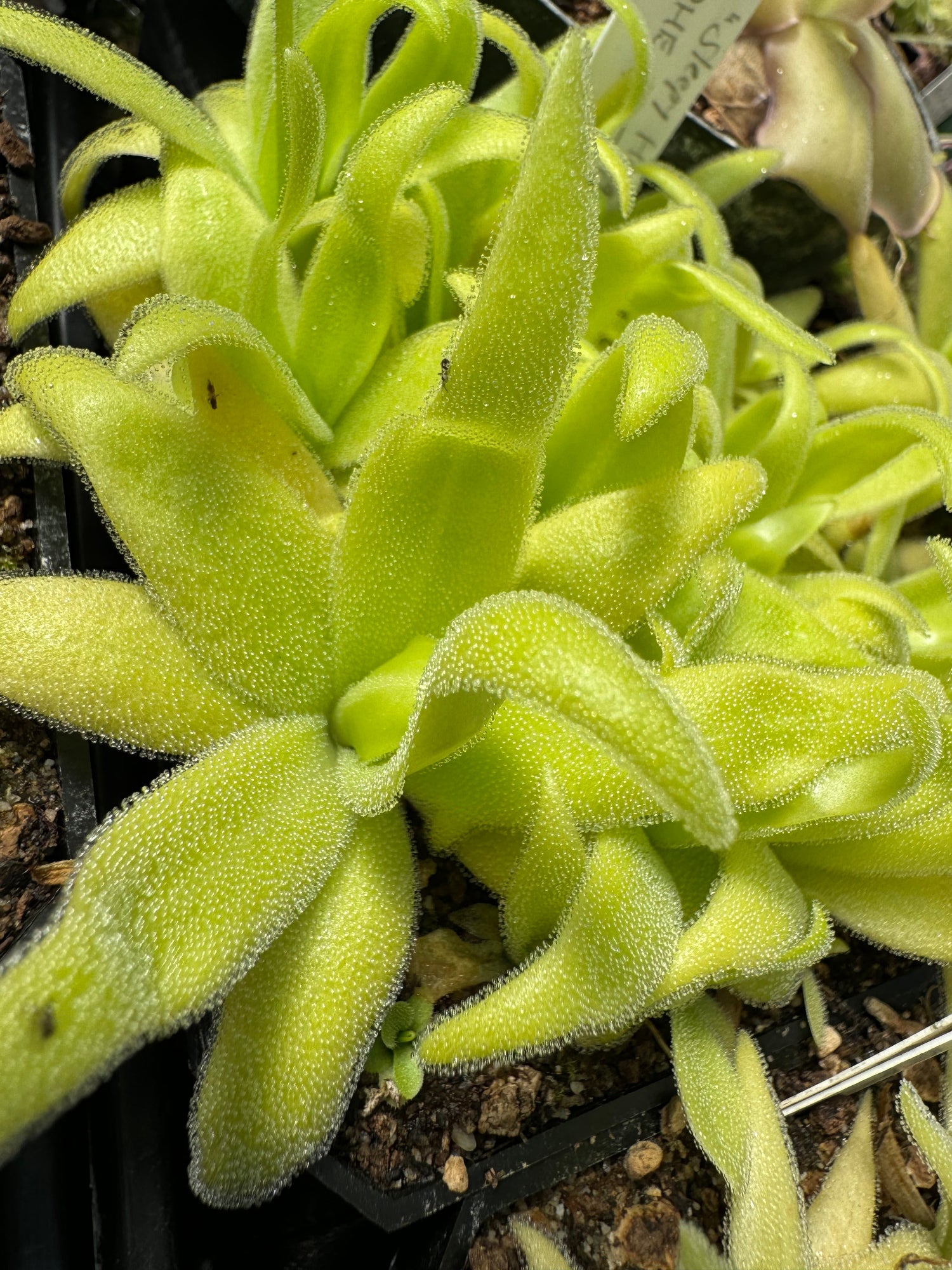 Pinguicula Sleepy Hedgehog Butterwort 