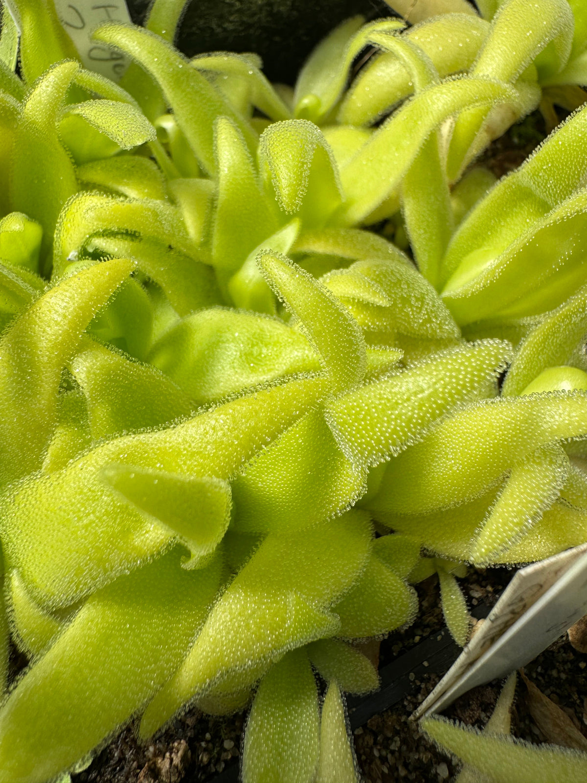 Pinguicula Sleepy Hedgehog Butterwort 