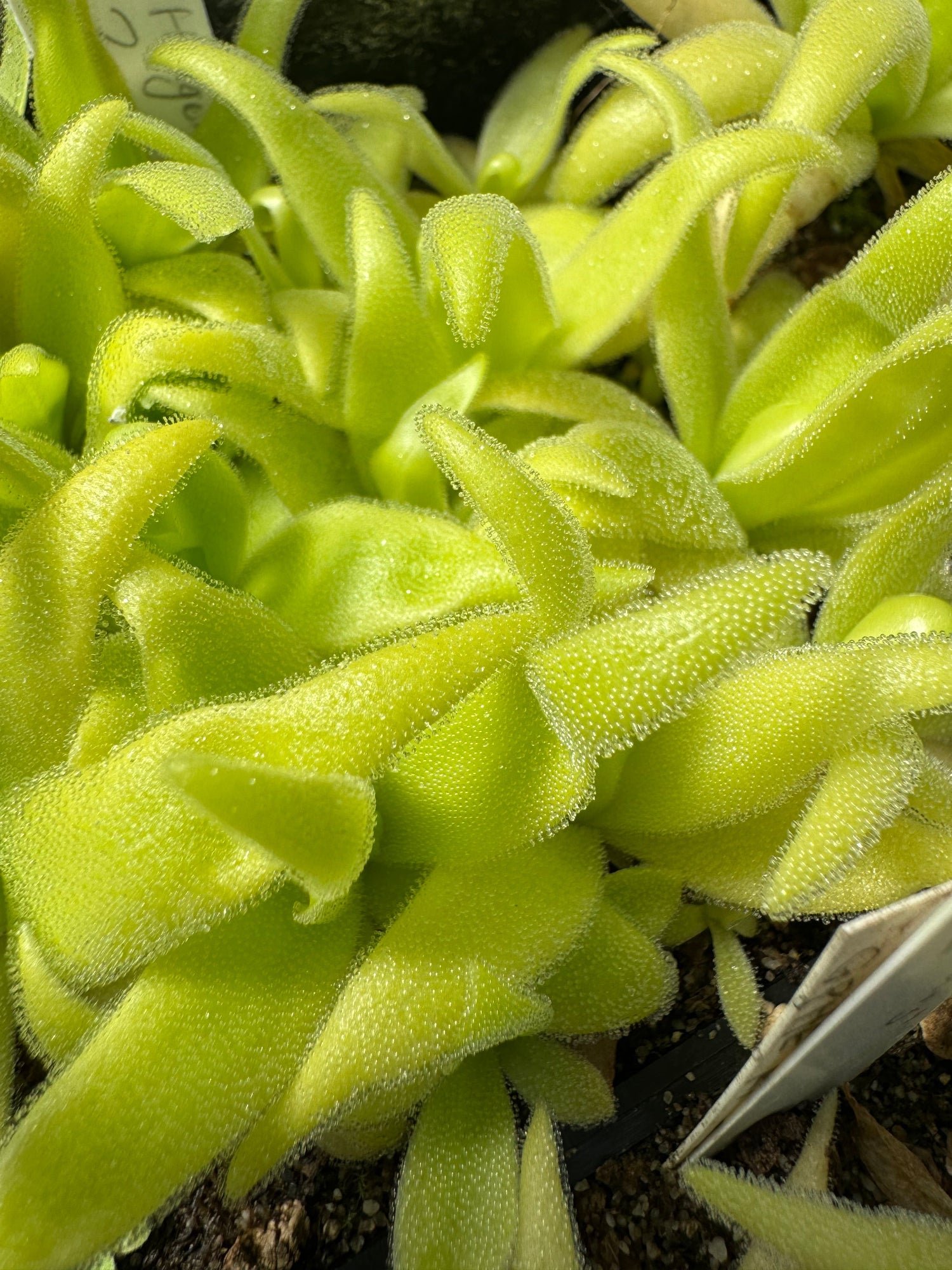 Pinguicula Sleepy Hedgehog Butterwort 