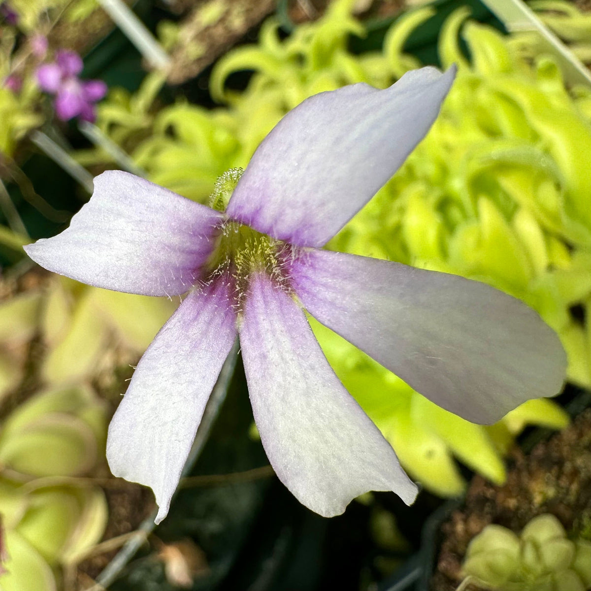 Pinguicula Sleepy Hedgehog Butterwort 