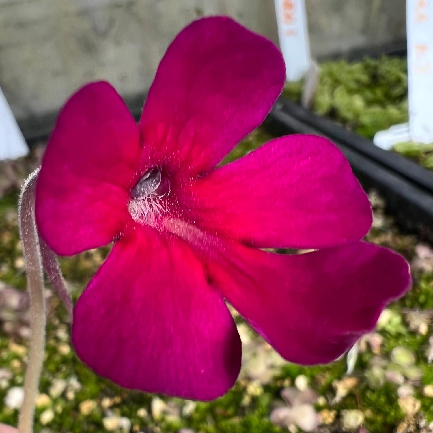 Pinguicula St Elmo's Fire Butterwort