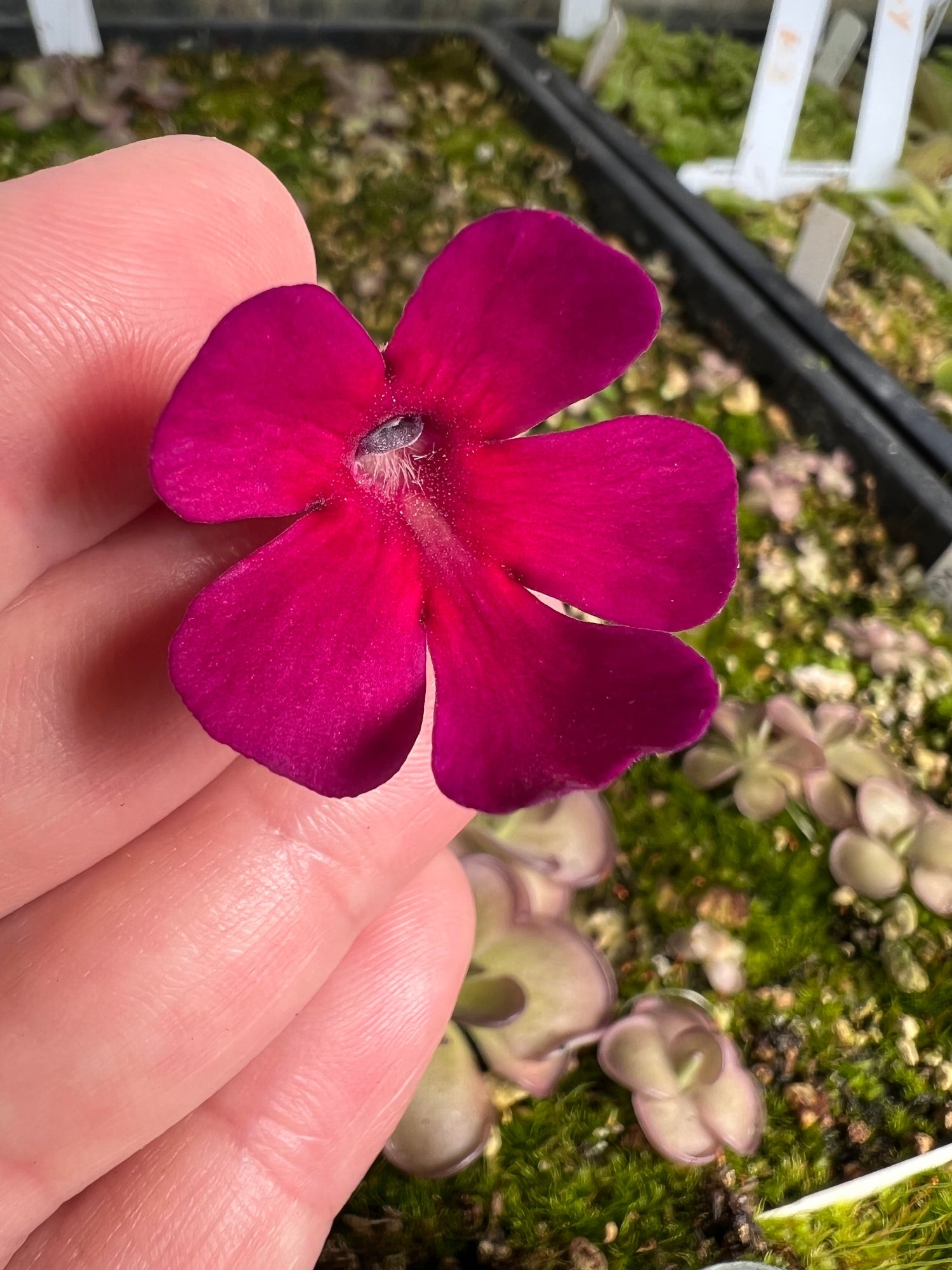 Pinguicula_St_Elmo_s_Fire_Butterwort