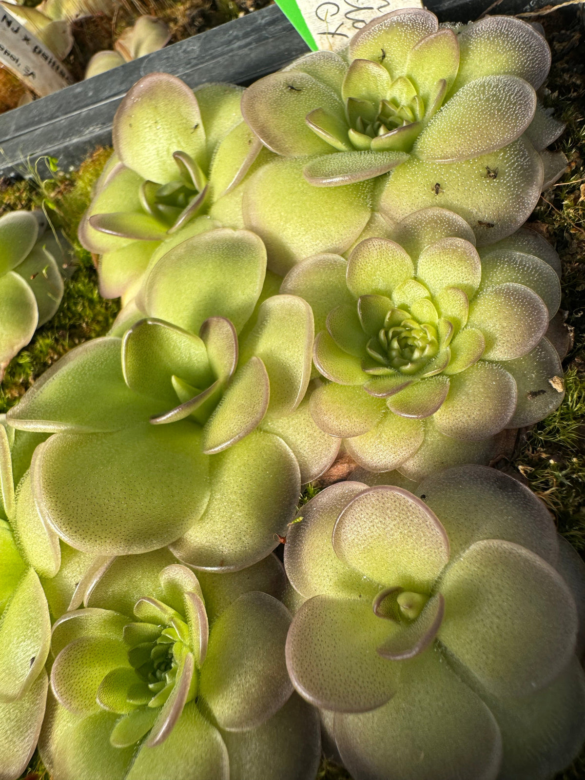Pinguicula_St_Elmo_s_Fire_Butterwort