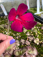 Pinguicula_St_Elmo_s_Fire_Butterwort