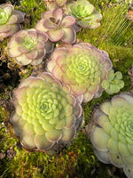 Pinguicula_St_Elmo_s_Fire_Butterwort