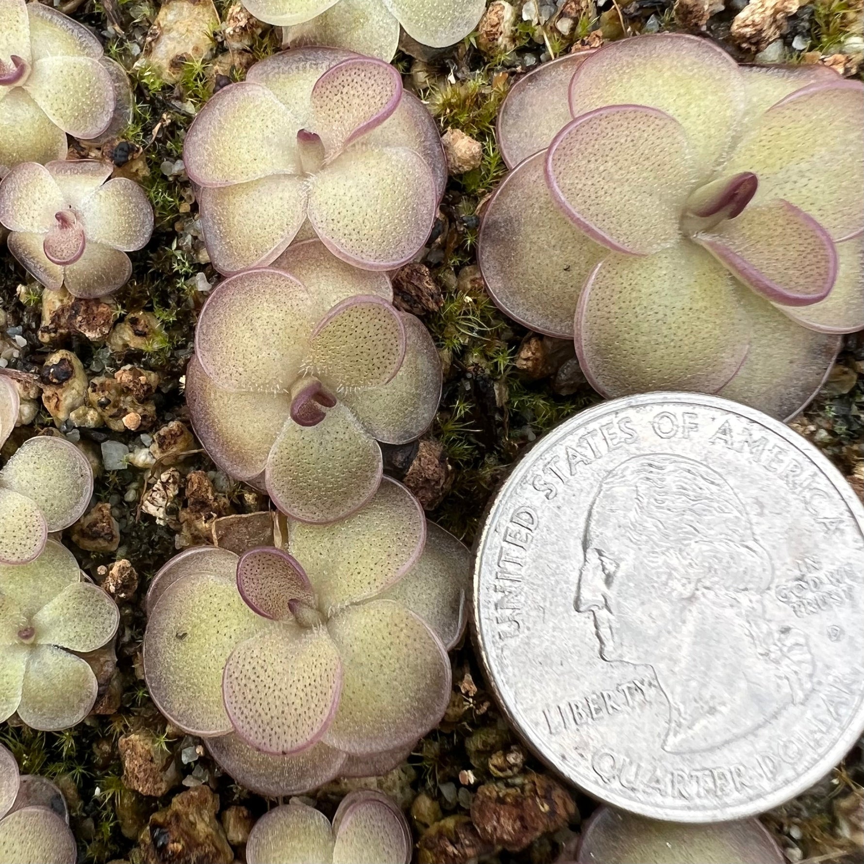 Pinguicula_St_Elmo_s_Fire_Butterwort