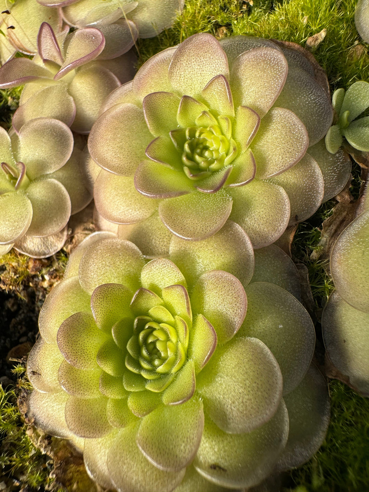 Pinguicula_St_Elmo_s_Fire_Butterwort