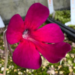 A close-up of a bright magenta-pink flower with five petals and a fuzzy center, photographed outdoors against a blurred green and gray natural background.
