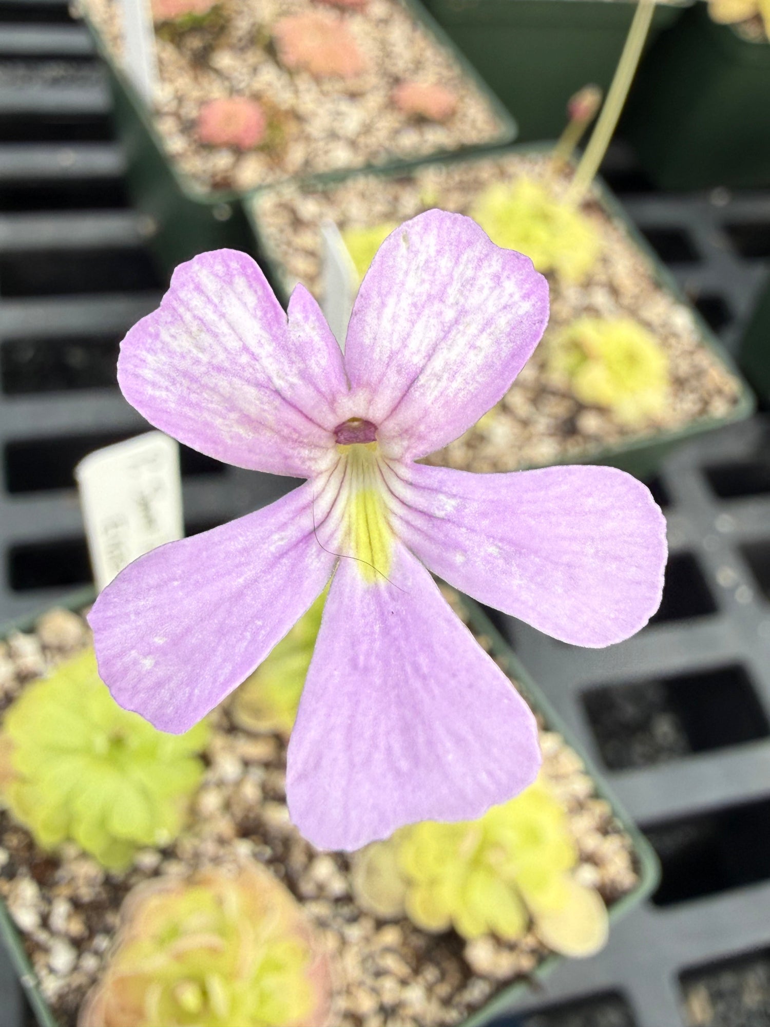 Pinguicula Sweetart Butterwort