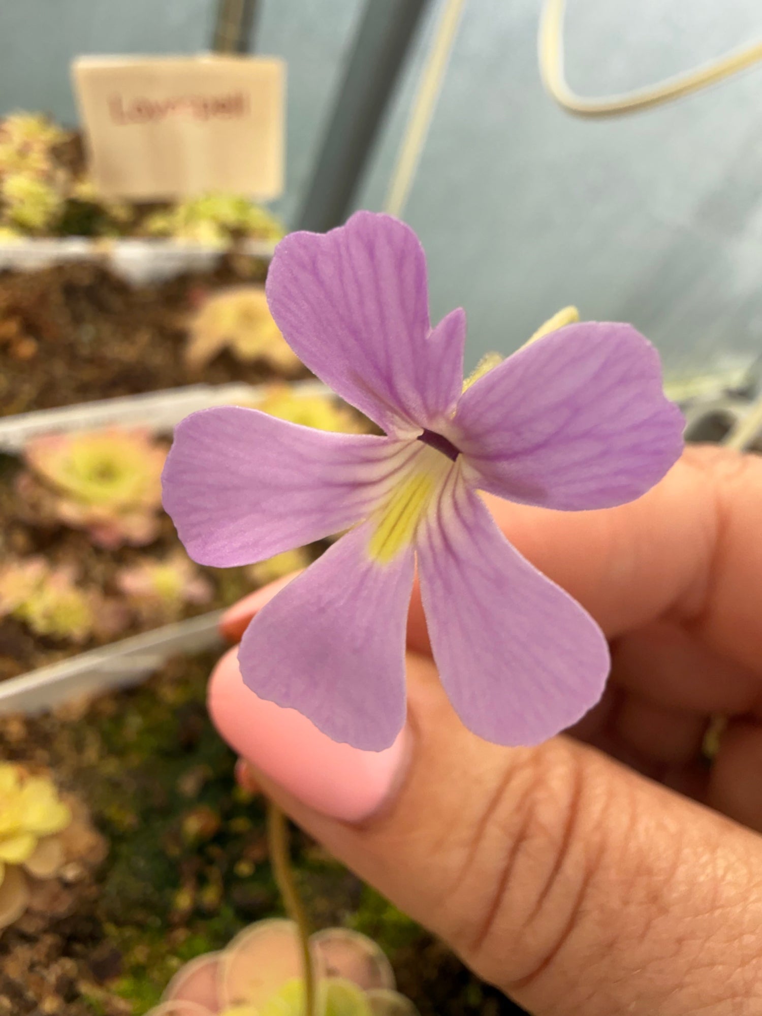Pinguicula Sweetart Butterwort