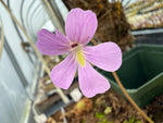 Pinguicula Sweetart Butterwort