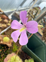 Pinguicula Sweetart Butterwort