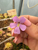 Pinguicula Sweetart Butterwort