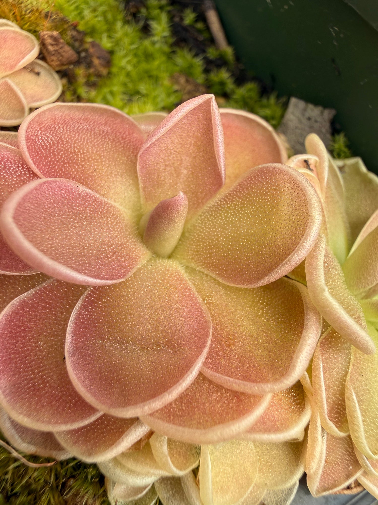 Pinguicula Sweetart Butterwort