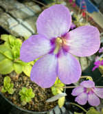 A Pinguicula x 'Tina' butterwort with round, lime-green leaves and a light lavender flower with a darker lavender center.
