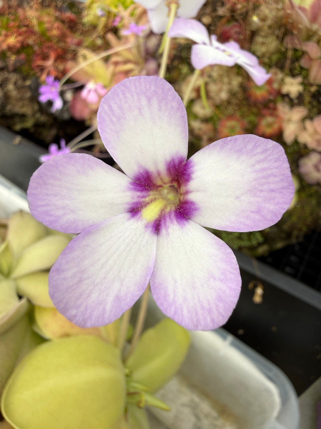 A close-up of a white and light purple pinguicula plant flower with a dark purple center, growing in a container with green leaves.