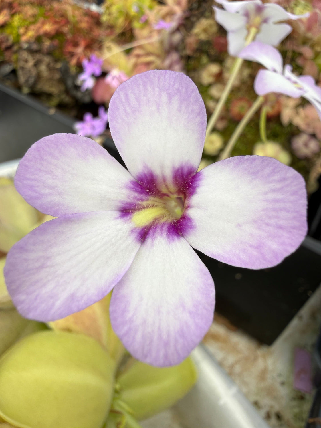A close-up of a purple and white flower with a dark magenta center, growing in a pot with green traps visible below.