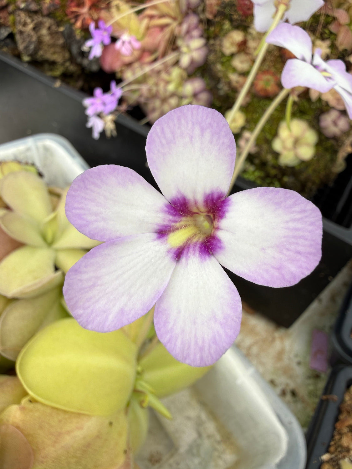 A close-up of a pinguicula flower with pale lavender-white petals and a dark purple center, growing among green and pale yellow carnivorous leaves in a nursery setting.
