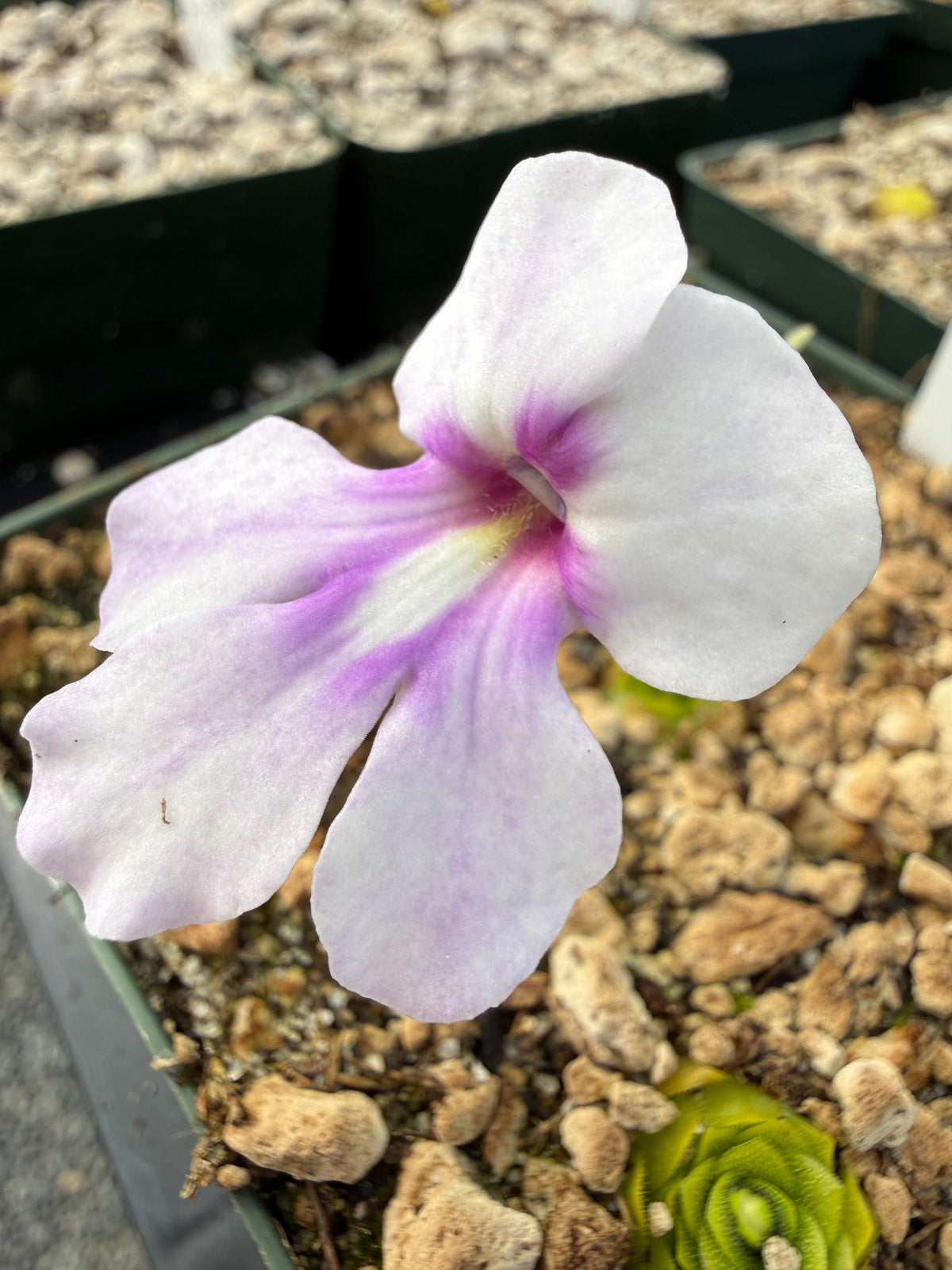 Pinguicula Ting Tang Butterwort