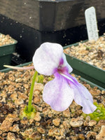 Pinguicula Ting Tang Butterwort