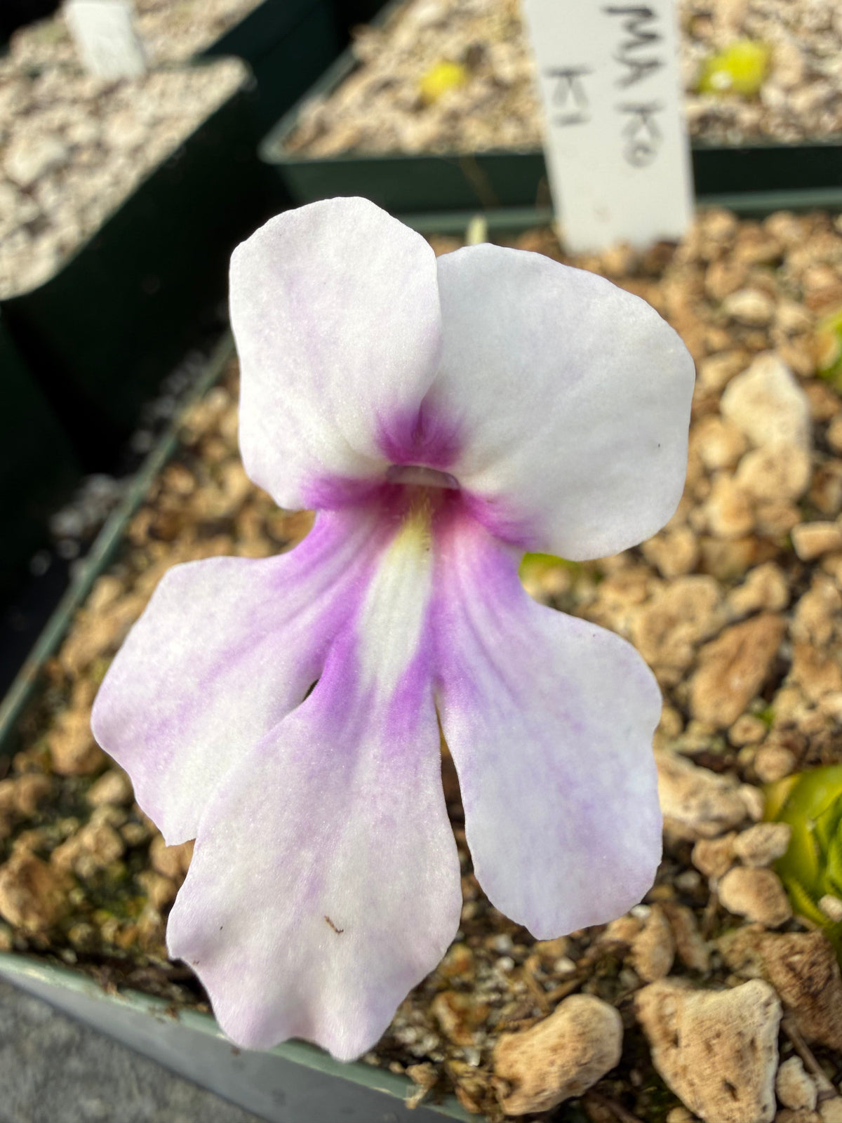 Pinguicula Ting Tang Butterwort